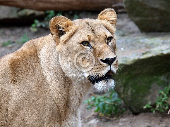 Lion (Panthera onca)