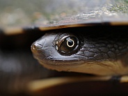 Long Necked Turtle