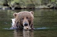 Kodiak brown bear eating fish in the river