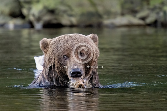 Kodiak brown bear eating fish in the river