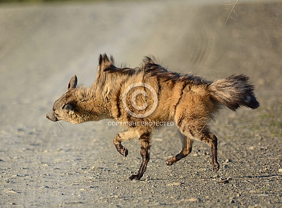 Aardwolf