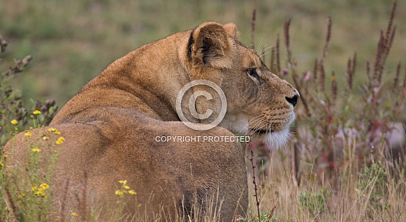 African Lioness (Panthera Leo)