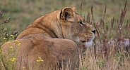 African Lioness (Panthera Leo)
