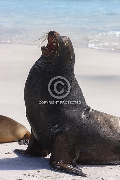 Male Galapagos Sea Lion Male Galapagos Sea Lion