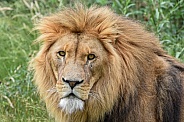 African Lion