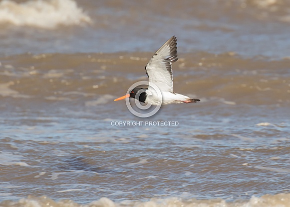 Oystercatcher in Flight Oystercatcher in Flight