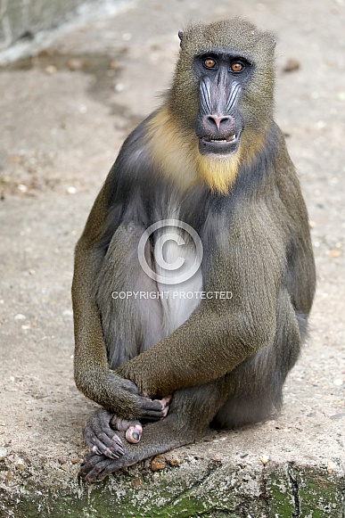 Mandrill (Mandrillus sphinx)