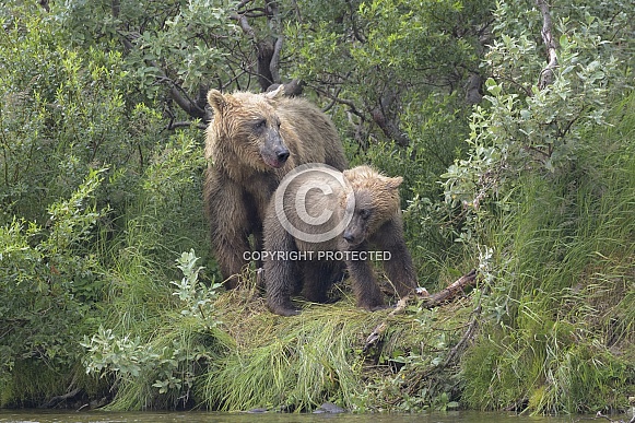 Brown Bear