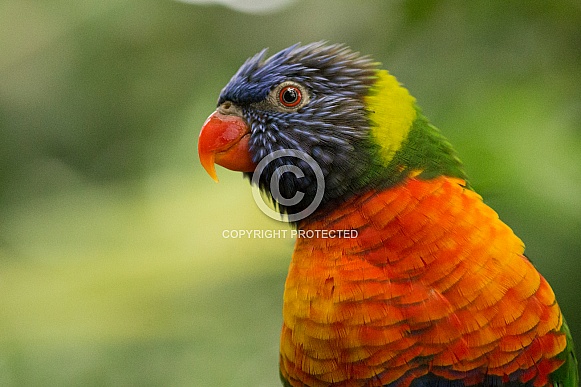 Coconut Lorikeet Coconut Lorikeet