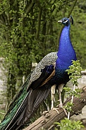 Peacock Full Body