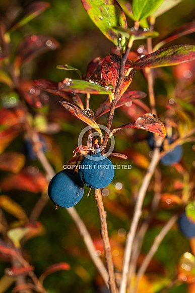 Autumn Wild Blueberries in Alaska