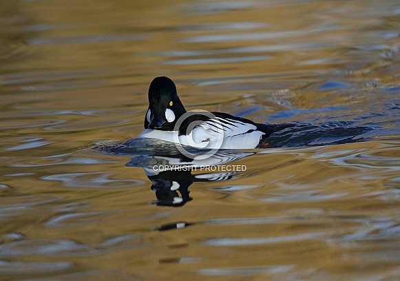 Goldeneye Goldeneye