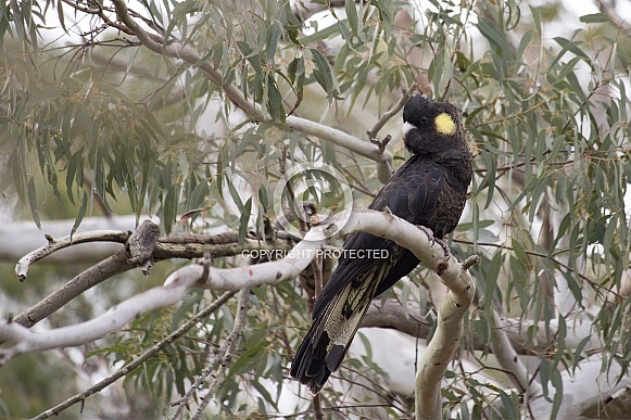 Yellow-Tailed Black Cockatoo (wild).
