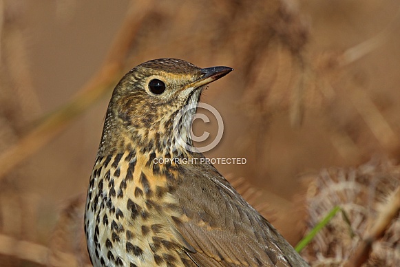Song Thrush