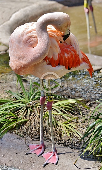 Great flamingo