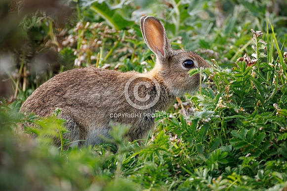 Wild Rabbit - Oryctolagus cuniculus Wild Rabbit - Oryctolagus cuniculus