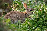 Wild Rabbit - Oryctolagus cuniculus