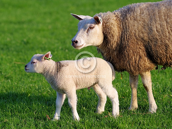 Texel sheep Texel sheep