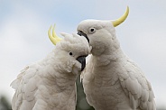 Two Sulphur-crested Cockatoos (wild).