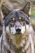 Portrait of a beautiful wolf