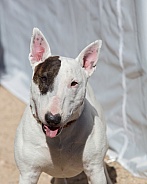 White mini bull terrier sitting by a tent