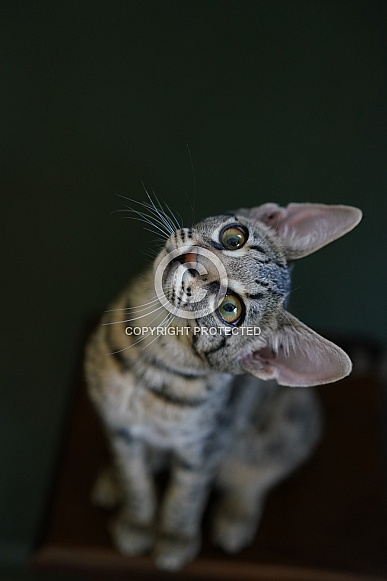 Savannah Cat Savannah Cat