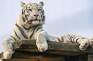 White tiger on platform