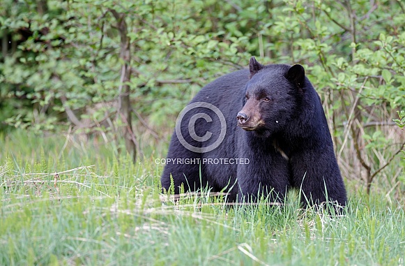 Black Bear and cubs Black Bear and cubs