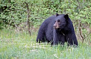 Black Bear and cubs