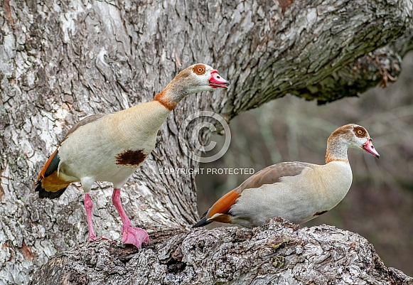 Egyptian Goose Egyptian Goose