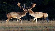 Fallow Deer