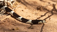 California King snake, Lampropeltis californiae