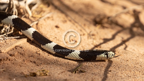 California King snake, Lampropeltis californiae