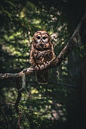 Northern Spotted Owl (Strix occidentalis caurina)