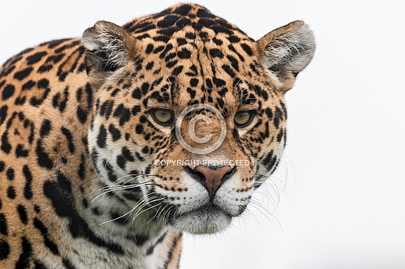 Jaguar Head Shot