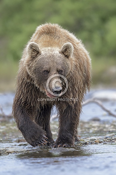 Brown Bear