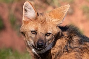 Maned Wolf Close Up Headshot