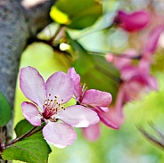 Pink Spring Blossom