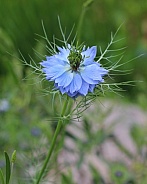 Light Blue Ragged Lady Flower