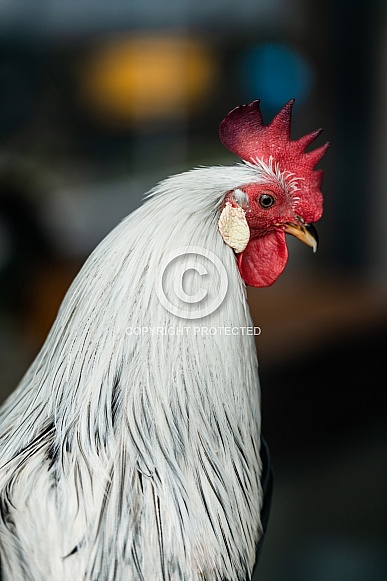 Rooster