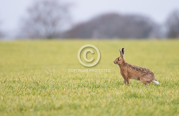 Brown Hare