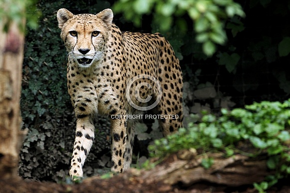 Cheetah