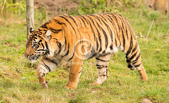 Sumatran Tiger