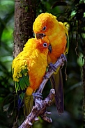 Sun parakeets (Aratinga solstitialis)