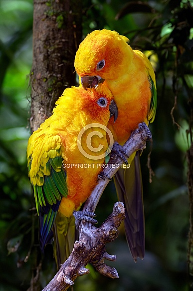 Sun parakeets (Aratinga solstitialis) Sun parakeets (Aratinga solstitialis)