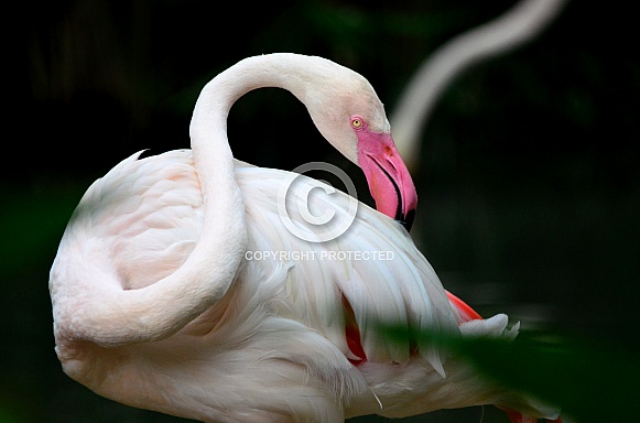 Great flamingo