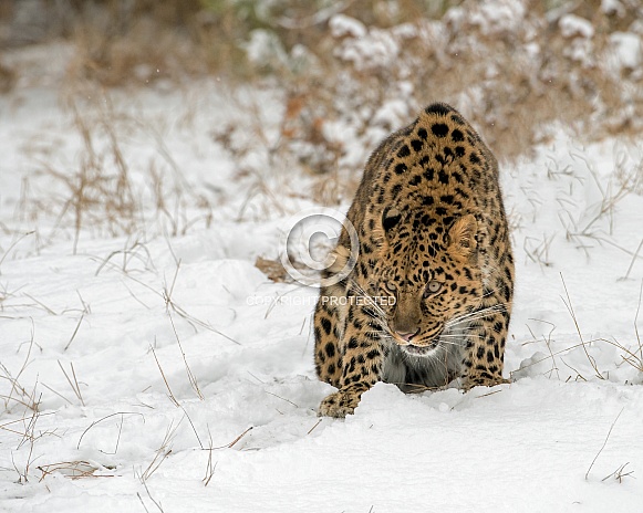 Amur Leopard