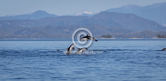 Pacific White Sided Dolphins jumping Pacific White Sided Dolphins jumping