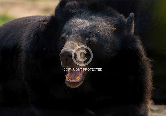 Moon Bear