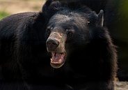 Moon Bear